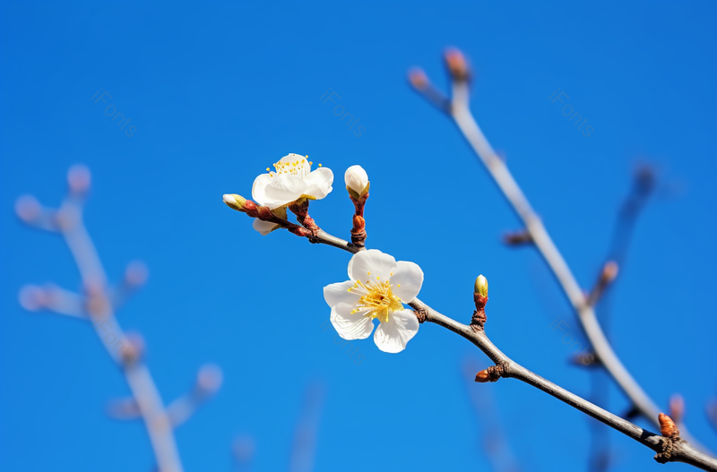 寒冬盛开的白雪梅花,高清,摄影图,摄影图片,图片大全,摄影图免费下载